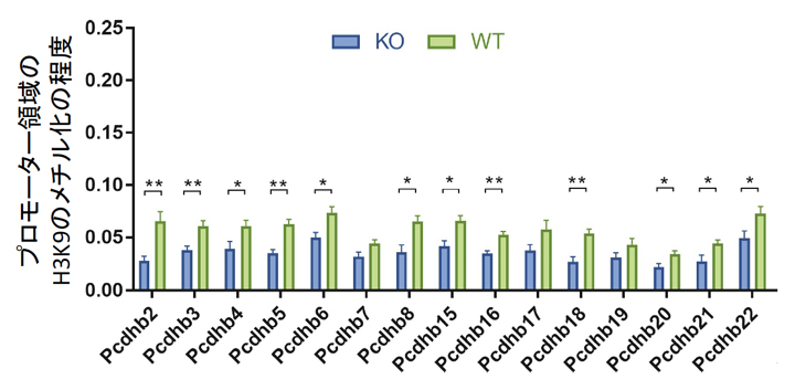 胎生11.5日齢のマウス脳を用いたクロマチン免疫沈降 (ChIP)-PCR解析の図