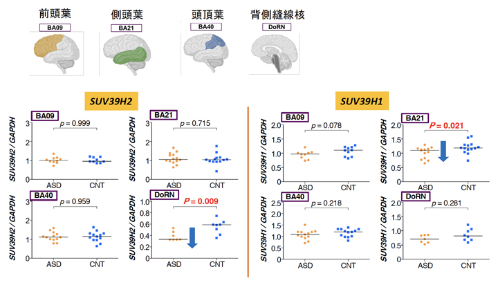 ヒト自閉症死後脳における遺伝子発現解析の図