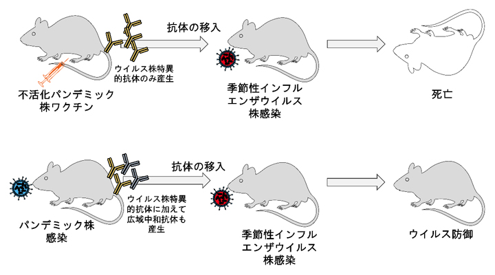 不活化ワクチン接種マウスとウイルス感染のマウスにおける感染の違いの図