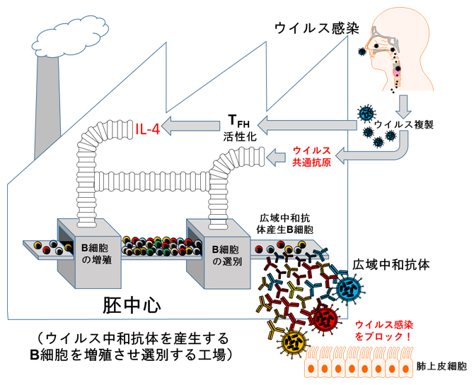 広域中和抗体の産生メカニズムの図