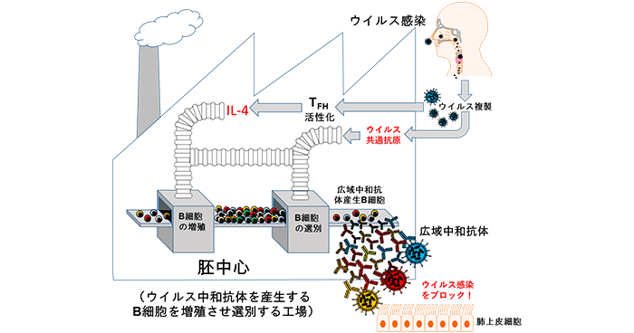 ワクチンと感染では作られる抗体の質が異なることを発見 理化学研究所