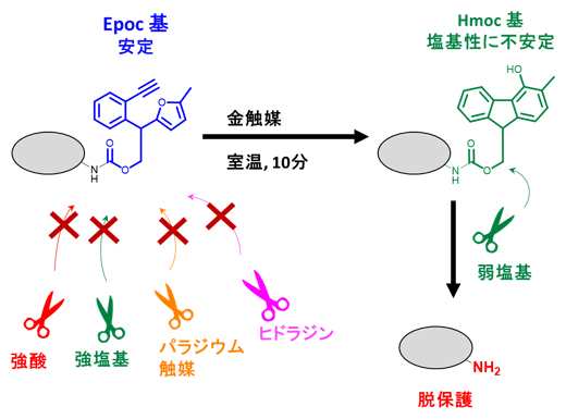 金触媒によって変身できるEpoc保護基の開発の図