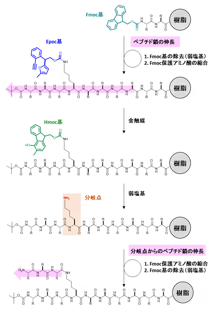 Epoc基のペプチド固相合成への応用の図