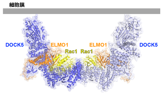 細胞膜に結合したときのELMO1-DOCK5-Rac1複合体の予想図の画像