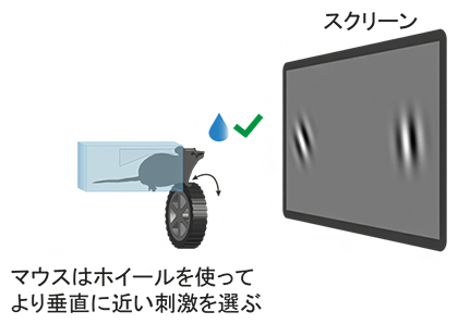 マウスに提示された課題の図