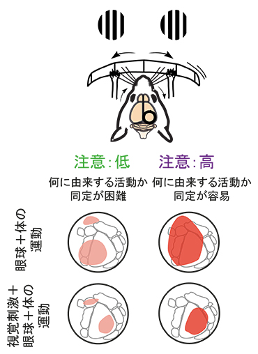 視覚野とその周辺領域の脳活動パターンの図