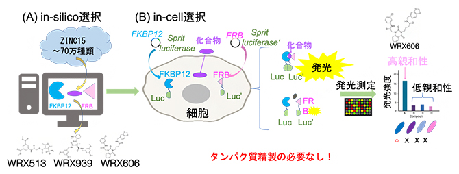 in-silico/in-cell複合選択法の概要の図