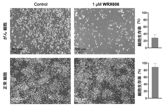 WRX606のがん細胞と正常細胞に対する効果の図