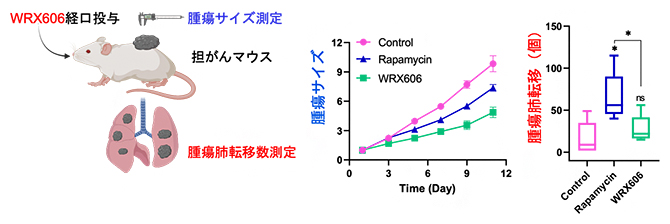 担がんマウスによるWRX606の抗がん効果の図