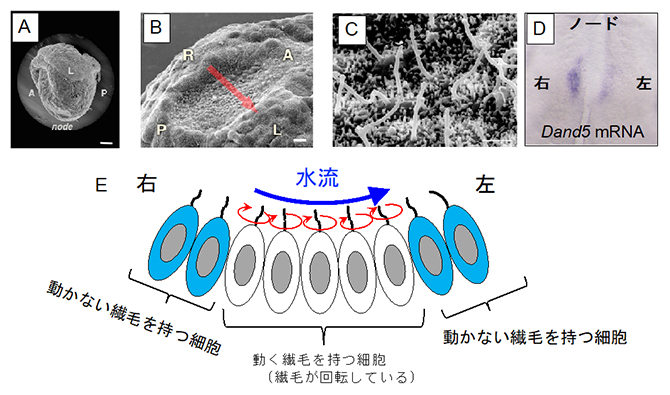 マウス初期胚におけるノードの構造と水流の発生の仕組みの図