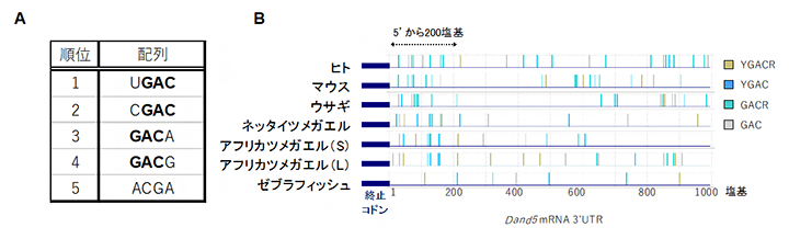 Bicc1の結合配列とDand5 mRNAの3'-UTRの配列比較の図