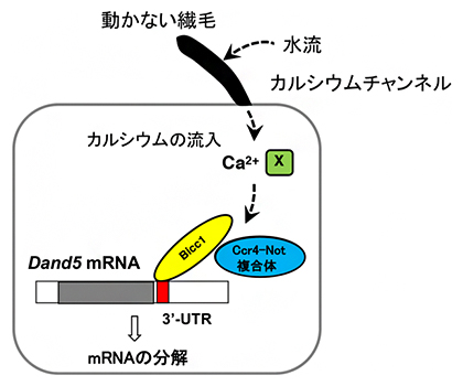 ノード左側のクラウン細胞でDand5 mRNAが分解される仕組みの図