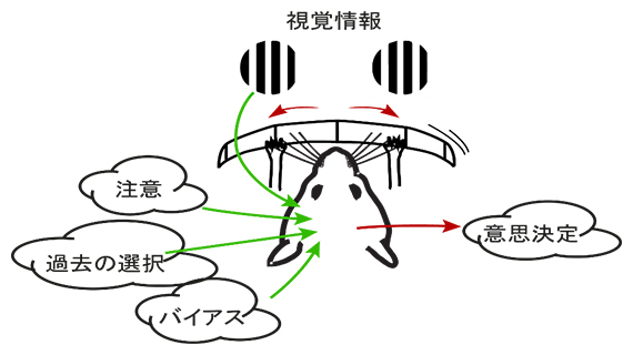 マウスは視覚情報と注意・バイアス・過去の選択などの内部情報を用いて意思決定を行うの図