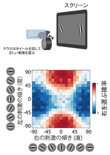 マウスの自動化訓練装置（上）とマウスに提示される線の傾きと選択の確率（下）の図