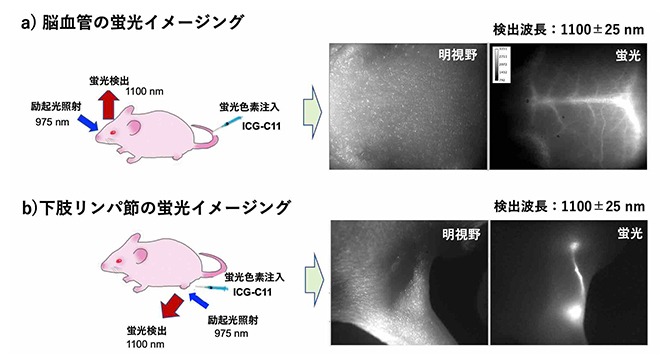 インドシアニングリーン誘導体（ICG-C11）を注入したマウスの図
