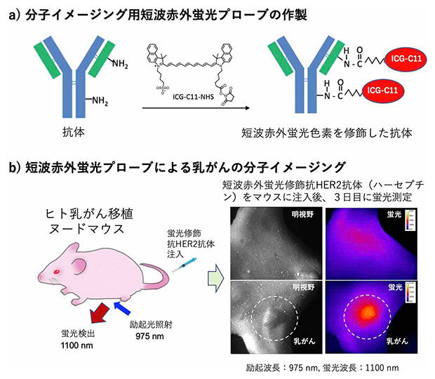 インドシアニン誘導体（ICG-C11）を修飾した抗体による分子イメージングの図