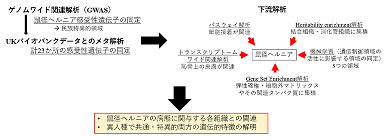 鼠径ヘルニアに関連する遺伝子解析を行った本研究の全体図の画像