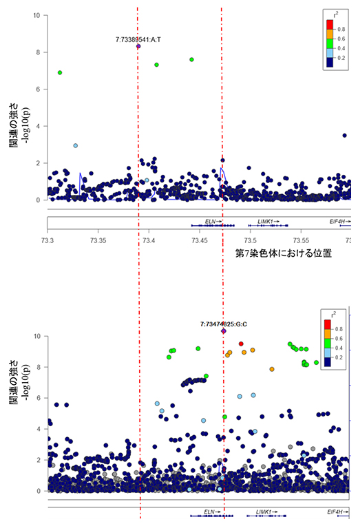 GWASで有意となった領域の日本人（上）とUＫバイオバンクのデータ（下）の比較の図