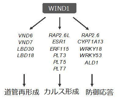 転写因子WIND1はカルス形成だけでなく、道管再形成と防御応答も制御するの図