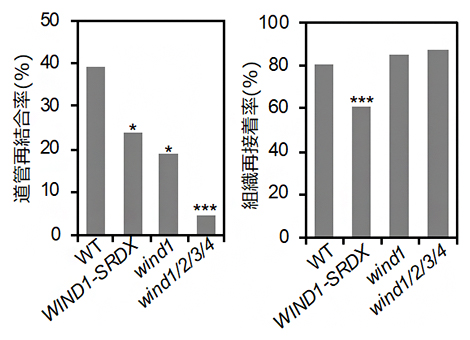 転写因子WINDの機能抑制・欠損株における道管再結合の抑制の図