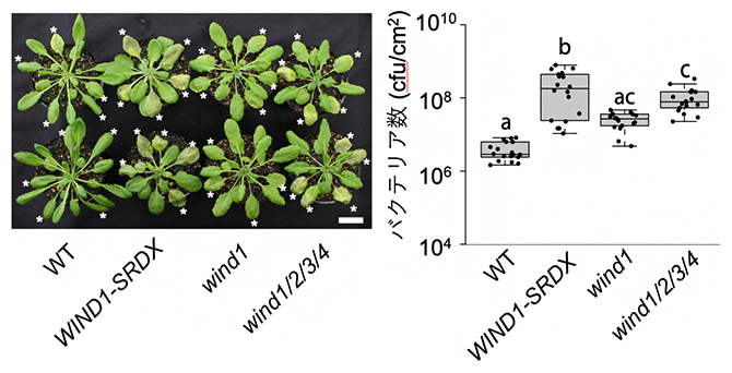 転写因子WINDの機能抑制･欠損株における病原菌への感受性の上昇の図