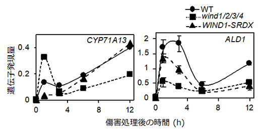WINDの機能抑制･欠損株における防御応答関連遺伝子の傷害による発現上昇の抑制の図