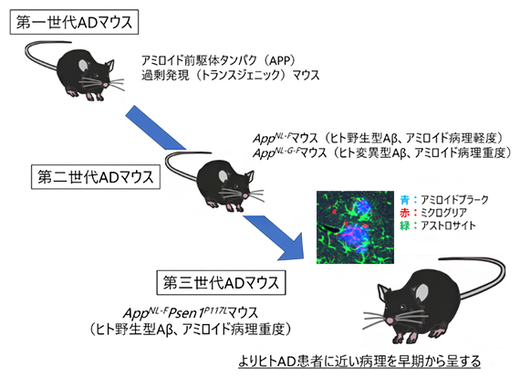 第二世代の欠点を克服した第三世代アルツハイマー病（AD）モデルマウスの作製の図