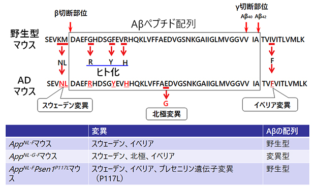 Aβペプチドの配列と第二世代・第三世代ADマウスモデルの図