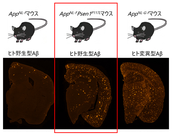 第二世代および第三世代ADモデルマウスにおけるアミロイド病理の図