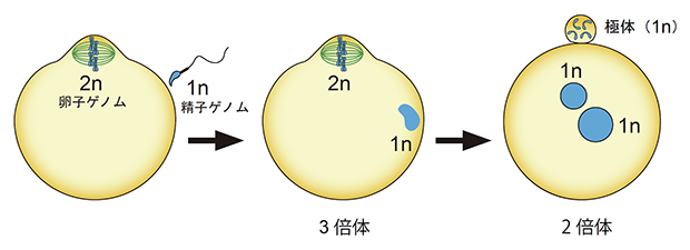 哺乳類の受精と倍数性の変化の図