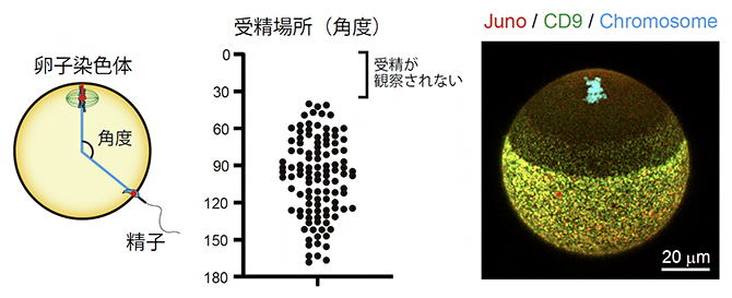 精子の融合場所の制御の図