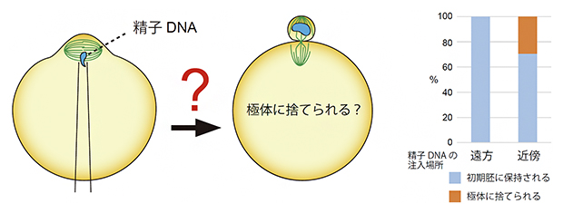 卵子染色体近くに注入された精子染色体の挙動の図