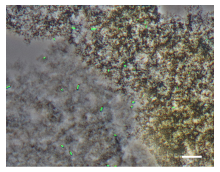 緑色の蛍光試薬で染めたMIZ03株細胞の顕微鏡観察像の図