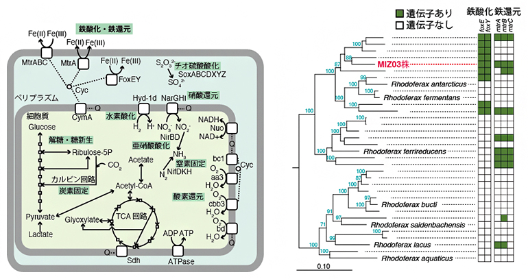 MIZ03株のゲノムから推定される代謝(左)とRhodoferax属内の系統関係(右)の図