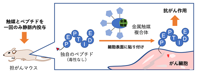 金属触媒反応により、がん細胞にペプチドを貼り付けることで抗がん作用が発揮されるの図