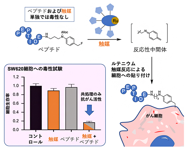 細胞毒性ペプチドとルテニウム触媒を利用した新しい細胞貼り付け反応の図