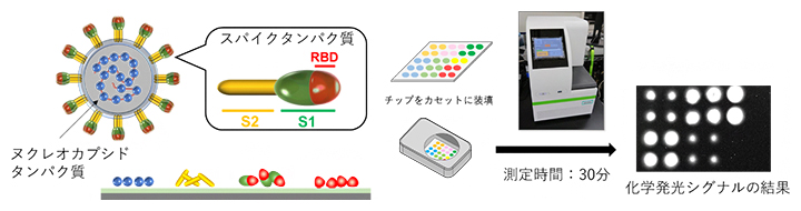 SARS-CoV-2タンパク質を固定化したマイクロアレイチップによる抗体検出システムの図