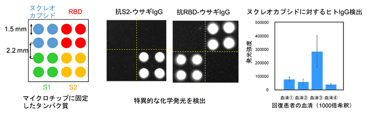 マイクロアレイチップによるウサギIgGの検出確認と感染回復患者検体のIgG定量の図