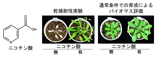 ニコチン酸はシロイヌナズナの乾燥耐性およびバイオマスを高めるの図