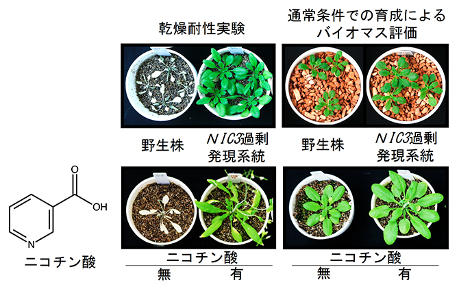 NIC3遺伝子過剰発現またはニコチン酸を用いた乾燥耐性実験とバイオマス生産性評価の図