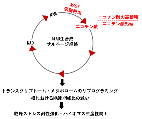 乾燥耐性強化・バイオマス生産性向上の分子メカニズムの図