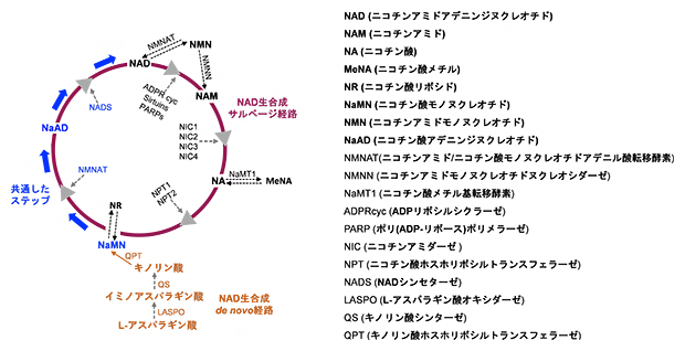 NAD生合成サルベージ経路の画像