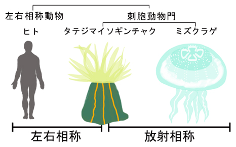 左右相称と放射相称の相称性の二刀流をこなすタテジマイソギンチャクの図