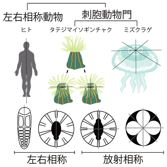 動物界で見られる相称性のタイプの図