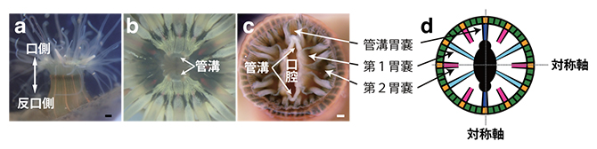 タテジマイソギンチャクの体の構造の図