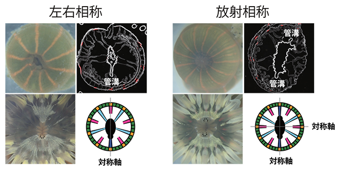 タテジマイソギンチャク個体の