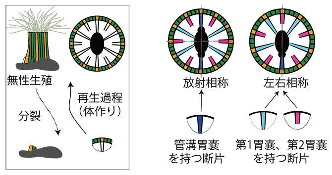 タテジマイソギンチャクの無性生殖で生じる二つの相称性の図