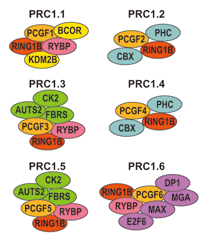 ポリコム複合体PRC1の6種類のサブタイプの図