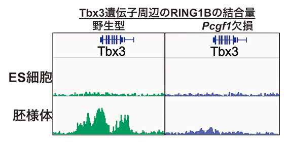 Pcgf1を欠損させたマウスES細胞と胚様体のTbx3遺伝子へのポリコム複合体の集積の図