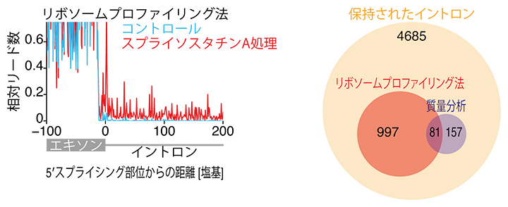 スプライソスタチンAによって誘導される短縮型異常タンパク質の網羅的同定の図